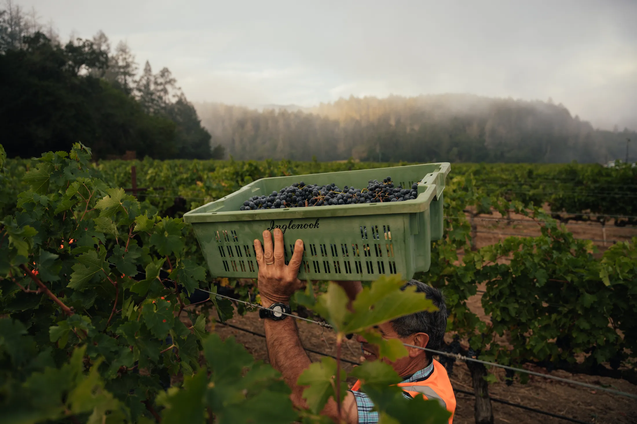 hands lifting a harvest bin above fog-covered vines