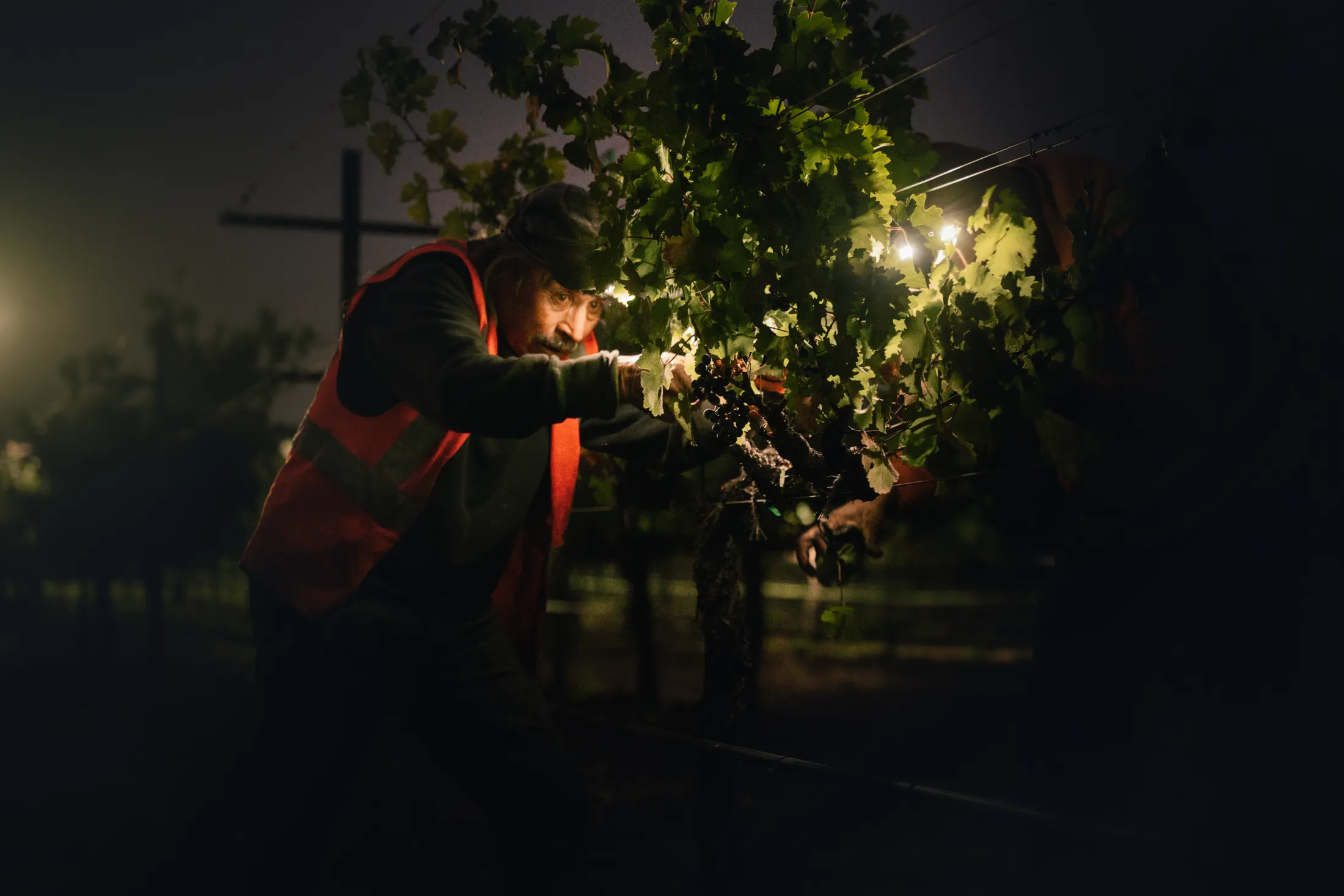 night harvest under headlamps