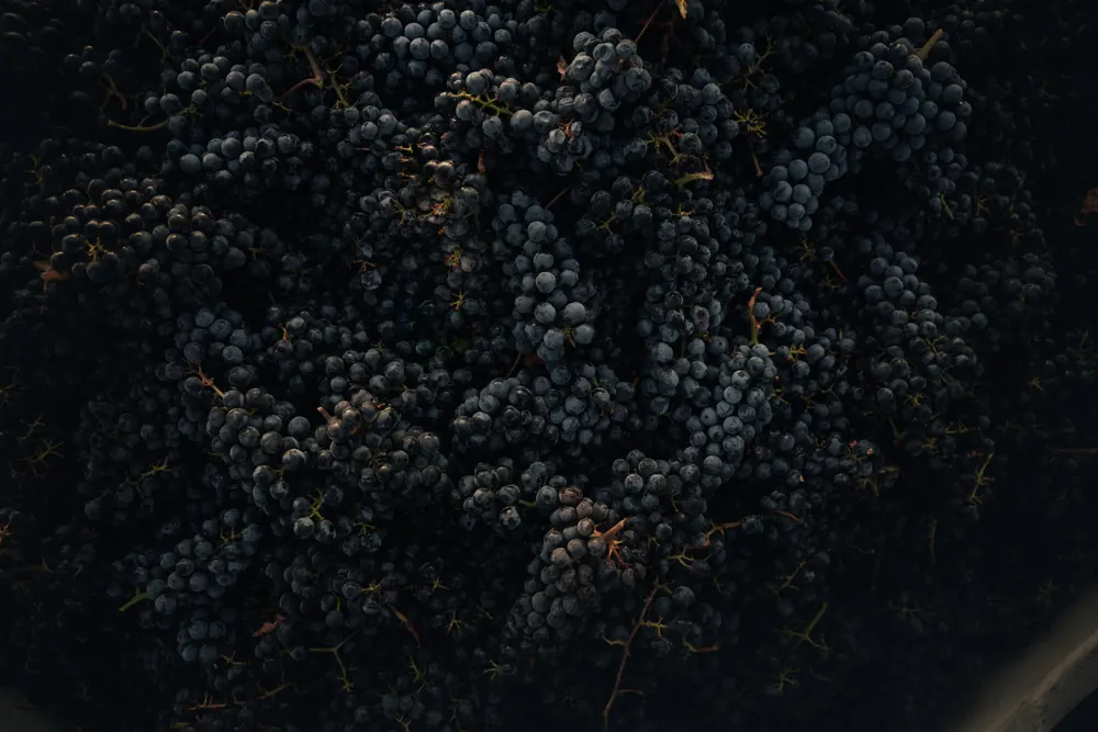 dark wine grape clusters on the vine