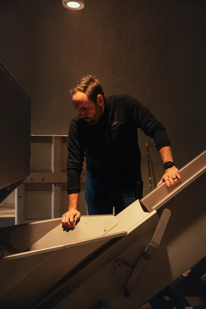 winemaker leaning over a sorting table