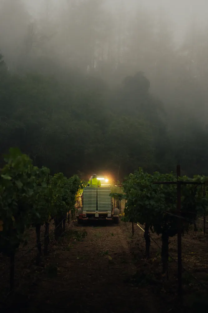 truck headlights in a foggy vineyard at dawn