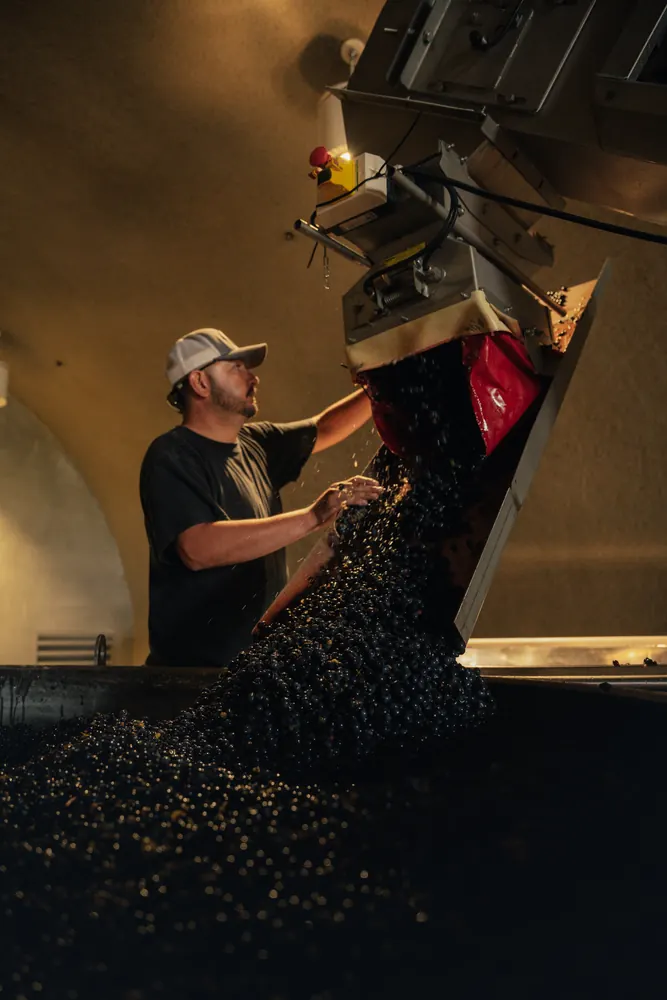 grapes pouring from a hopper