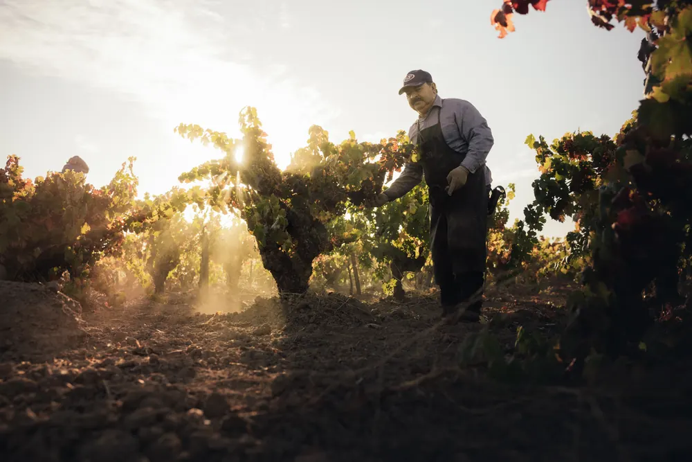 vineyard worker backlit by the sun