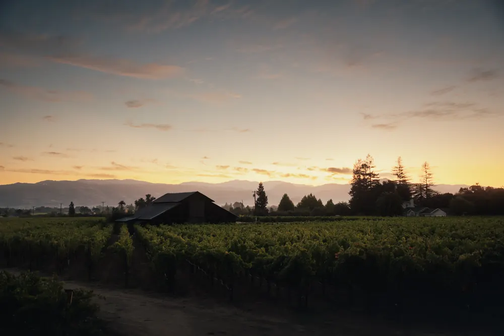 vineyard and barn at dusk