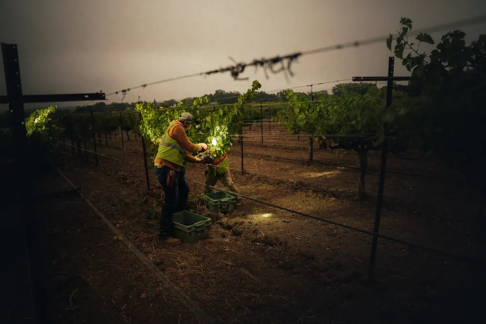 vineyard rows at night