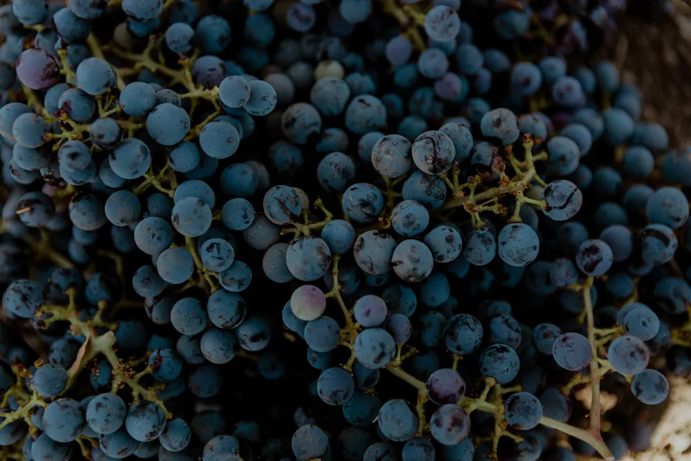 close view of a grape cluster