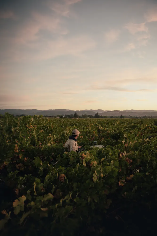 vineyard at last light
