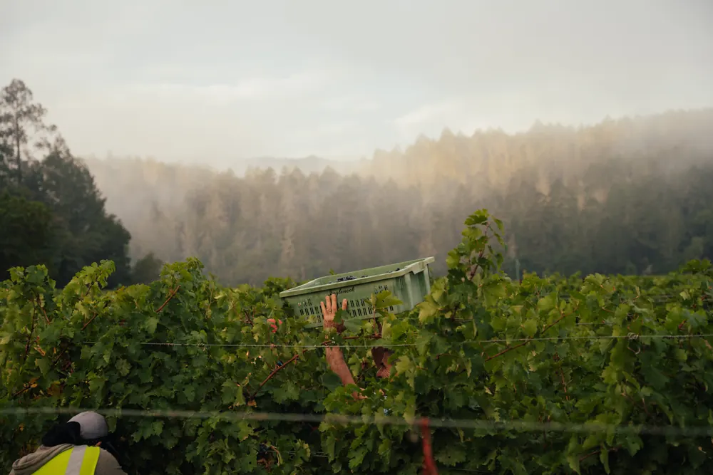 harvest bin lifted over foggy vines